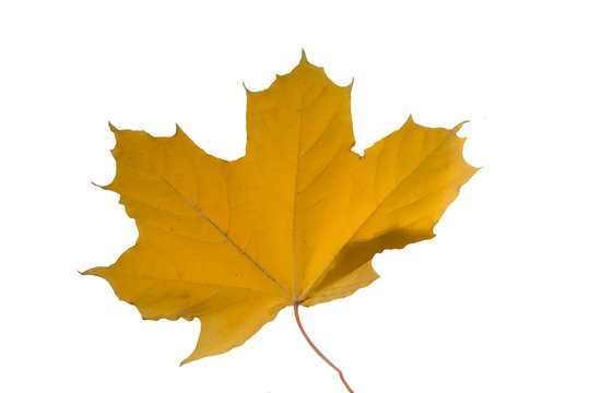 maple leaf isolated, symbol of canada