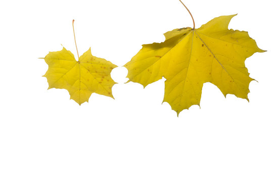 maple leaf isolated, symbol of canada
