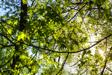 green mapple hanging sunshine