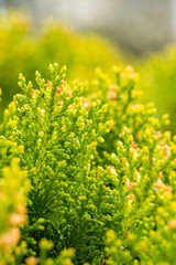 fresh green bushes with red tip and green background