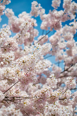pink cherry blossom under the blue sky