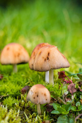 couple mushrooms on the grass