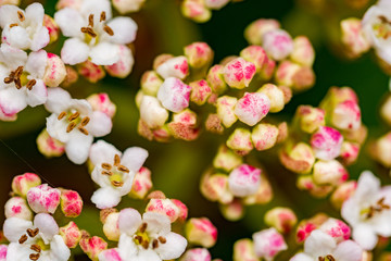 Obraz premium background of tiny pink flowers