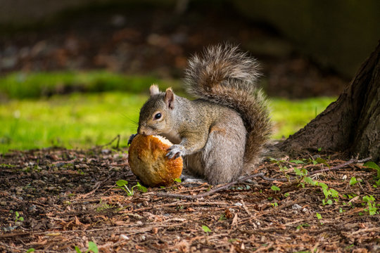 squirrel eating mushroom 