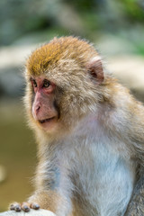 Wild young japanese Macaque (Macaca Fuscata) or Snow monkey. Jigokudani, Nagano Prefecture, Japan