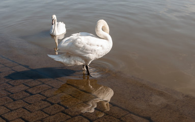 Swan
