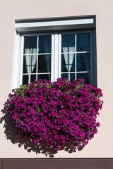 Window with flowers
