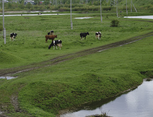Sleeping cows at sunrise
