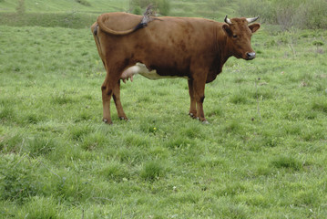 red Cows grazing in a meadow