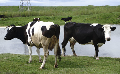 cows grazing on pasture by river at sunset