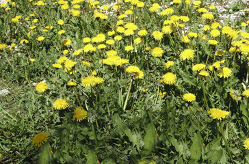 big Yellow field of dandelions