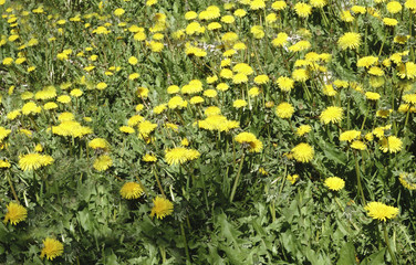 Fototapeta premium big Yellow field of dandelions