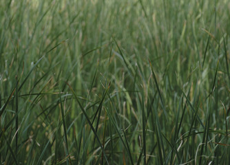 Tall wet grass against a white background