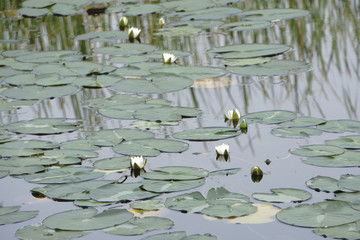 water lily on pond