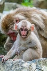 Obraz premium Wild baby japanese Macaque (Macaca Fuscata) or Snow monkey. Jigokudani, Nagano Prefecture, Japan