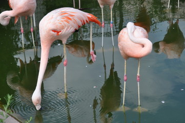 フラミンゴ　