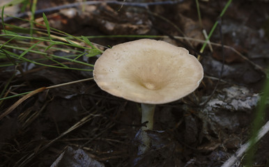 Fresh mushrooms boletus , krasnoholovets , volnushki. in the basket , hardwood table