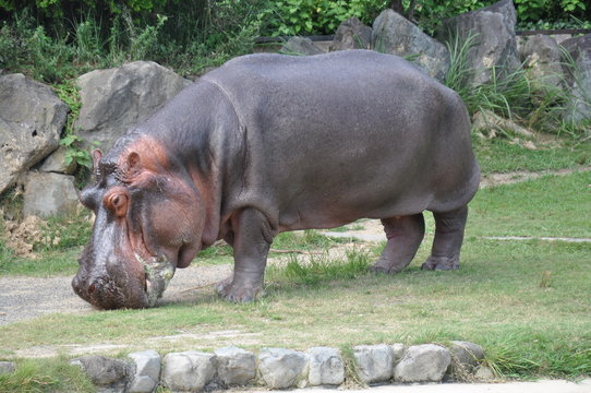 カバ　水辺の生き物　動物園　全身