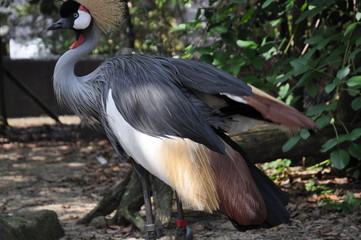 カンムリヅルの毛づくろい　
