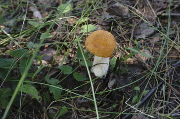 Mushroom In The Forest