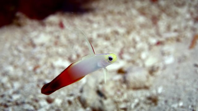 Firefish (Nemateleotris magnifica) is swimming in a coulorfull coral reef, WAKATOBI, Nov 2017, slow motion, RED 5Kws "!:9