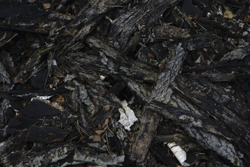 dark tree Bark texture