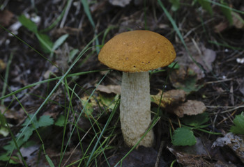 Mushroom In The Forest