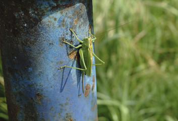 locust on a wet leaf locust imitating a leaf animal leaf