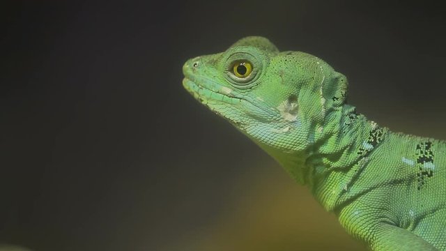 Close up portrait of green iguana lizard. Thailand.