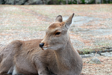 Deer laying down on the grass floor at the park in Nara, Japan. The park is home to hundreds of freely roaming deer.