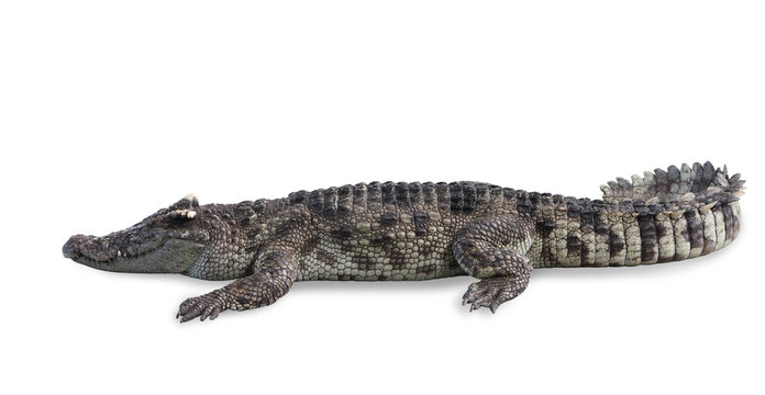 Freshwater crocodile isolated with clipping path.