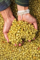 Green coffee beans in hand