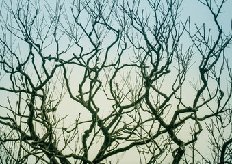 Abstract silhouette image, Leafless branches of tree against sky
