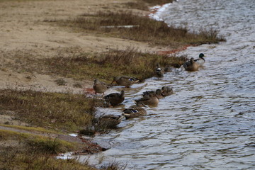 a flock of wild ducks bathes in the autumn lake in cloudy weather