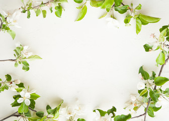 blossom apple tree on WHITE background