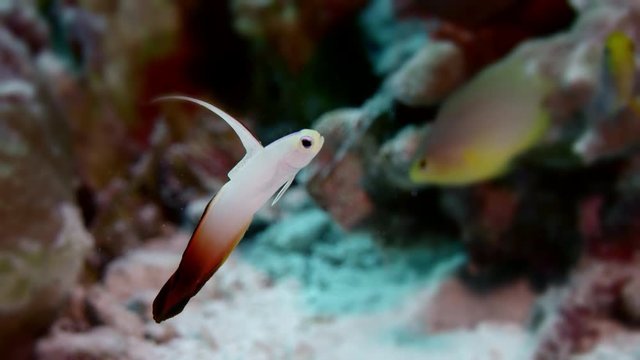 Firefish (Nemateleotris magnifica) is swimming in a coulorfull coral reef, WAKATOBI, Nov 2017, slow motion, RED 5Kws "!:9