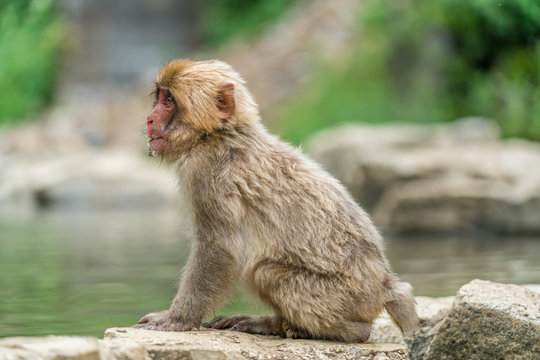 Wild baby japanese Macaque (Macaca Fuscata) or Snow monkey. Jigokudani, Nagano Prefecture, Japan