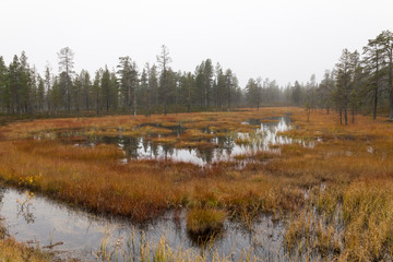 Swanp in Lapland, Finland