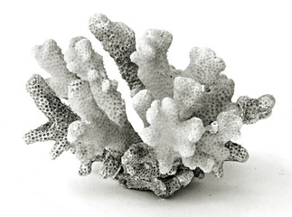 coral isolated on white background © Dmitry