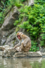 Wild japanese Macaque (Macaca Fuscata) or Snow monkey. Jigokudani, Nagano Prefecture, Japan