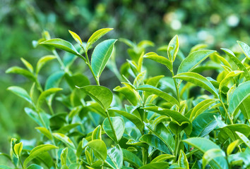 Group of fresh green tea leaves growing in tea plantation