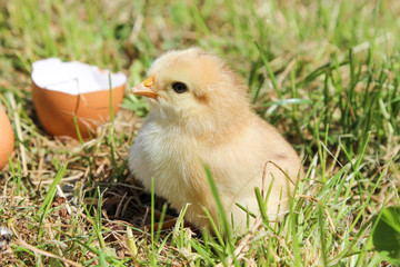 Young chicken on green grass