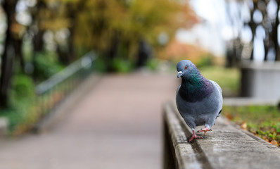 Fototapeta premium The rock dove or rock pigeon is a member of the bird family Columbidae. In common usage, this bird is often simply referred to as the 