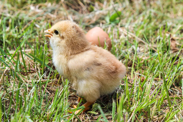 Profile of young chicken on background of green grass