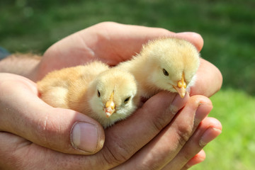 two young chicks in hands of farmer