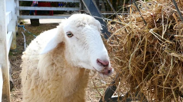 Closeup Sheep in the farm. Video