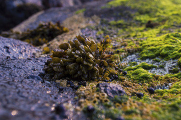 Seaweed