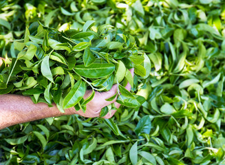 Group of green tea leaves in farmer's hands