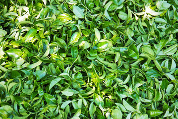 Top view of a pile green tea leaves background