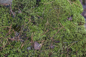pine, autumn, moss, pattern, ground, outdoor, beauty, macro, closeup, beautiful, wild, flora, season, garden, texture, forest, spring, environment, grass, leaf, summer, natural, background, plant, gre
